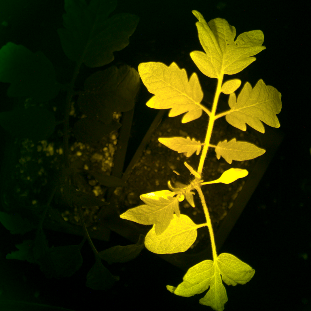Image of a tomato plant with InnerPlant's fluorescence trait