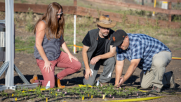 InnerPlant's Shely, Ari and Rod working in the field tending to tomato seedlings with the InnerPlant trait