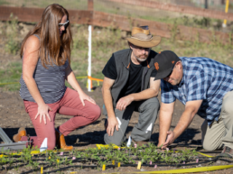 InnerPlant's Shely, Ari and Rod working in the field tending to tomato seedlings with the InnerPlant trait