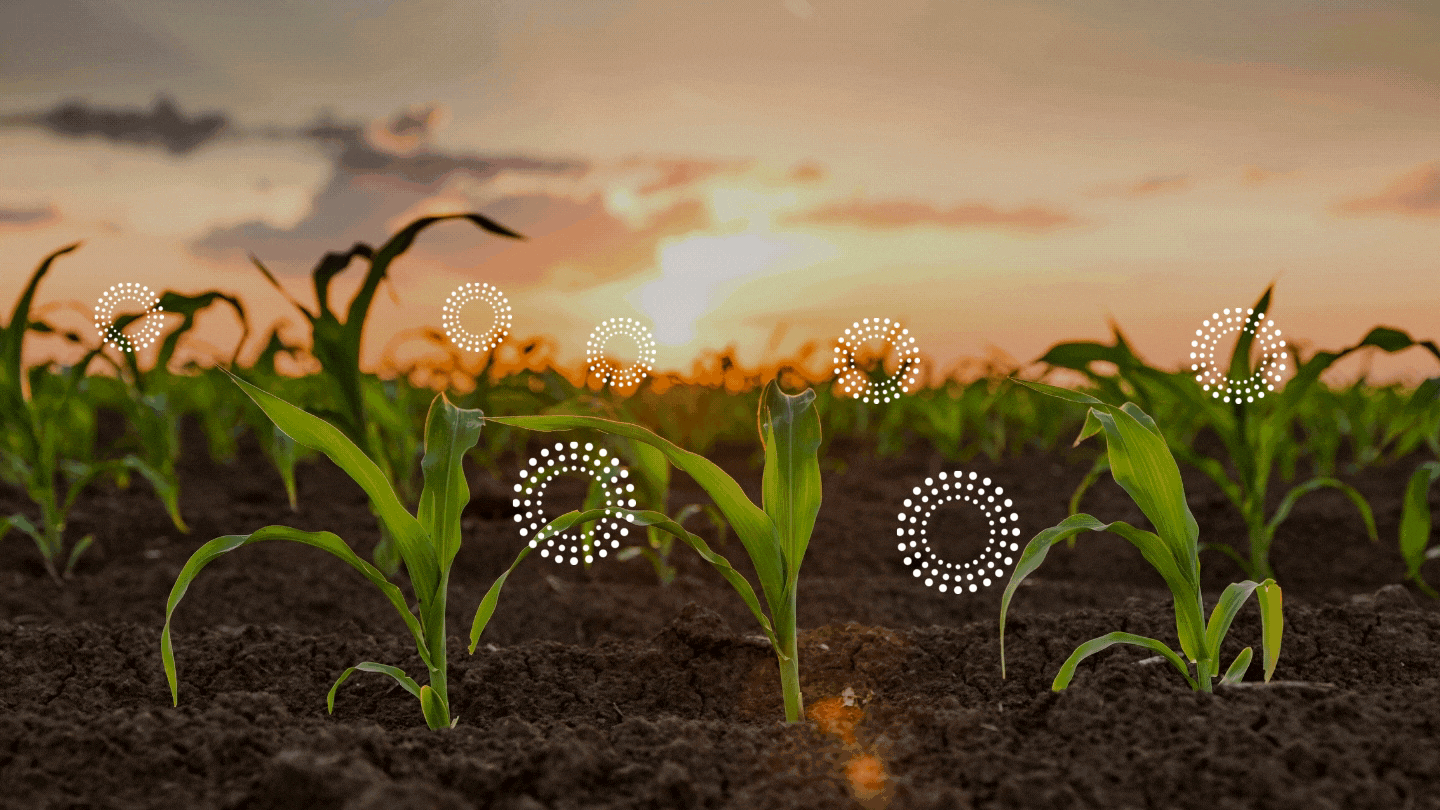 A gif showing corn seedlings emerging from the soil with a sunset in the background.