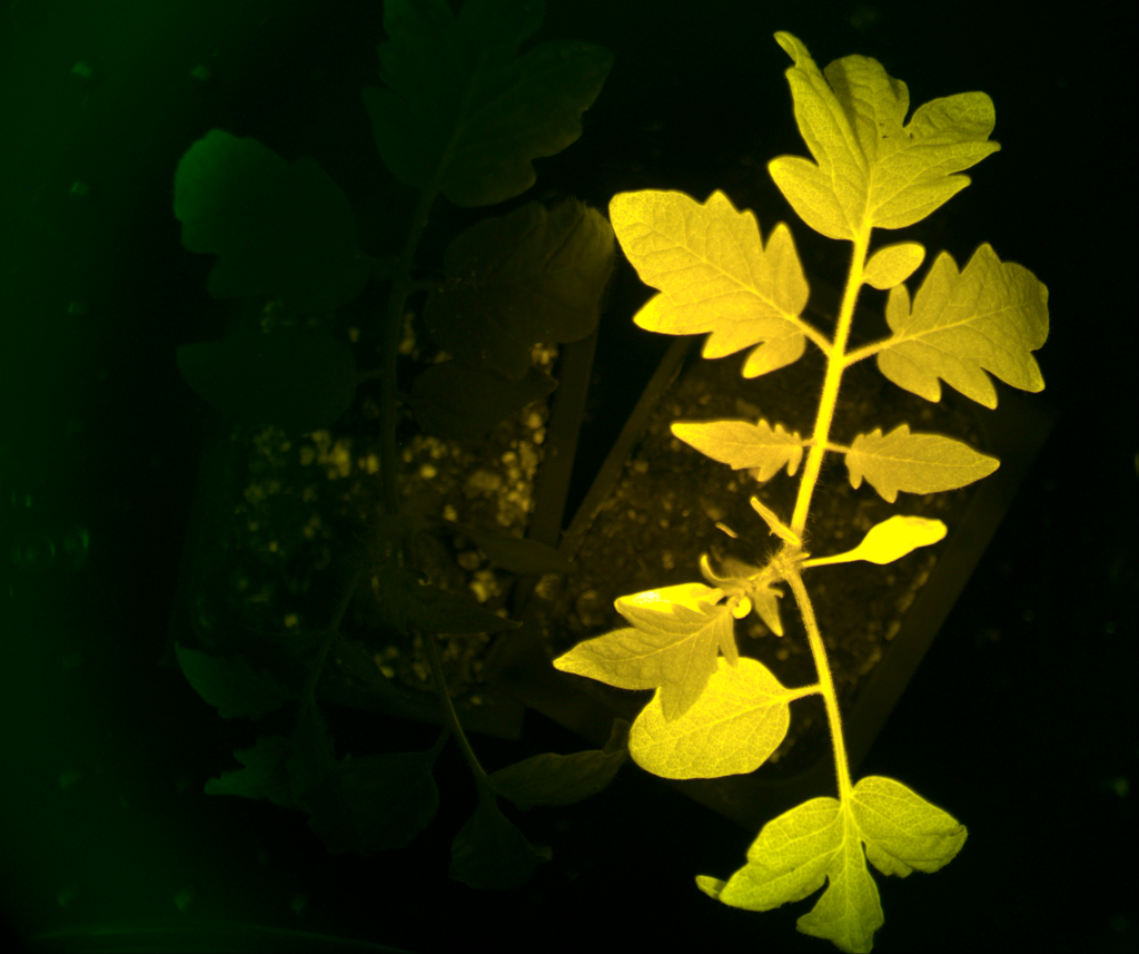 InnerPlant Launches InnerTomato™ – Breakthrough Living Sensor Plant Gives Farmers Augmented Reality Tool That Shows When Fields Are Sick Using An iPhone