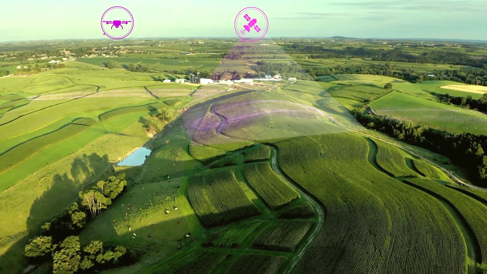 Graphic of fields of crops using InnerPlant's plant data