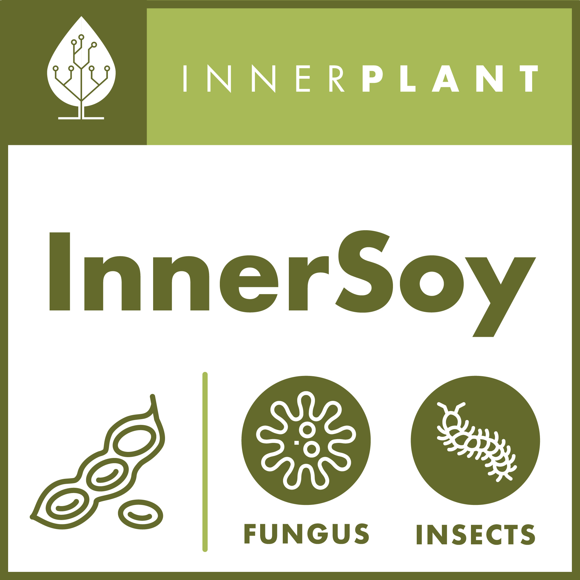 InnerSoy Design Direction - A